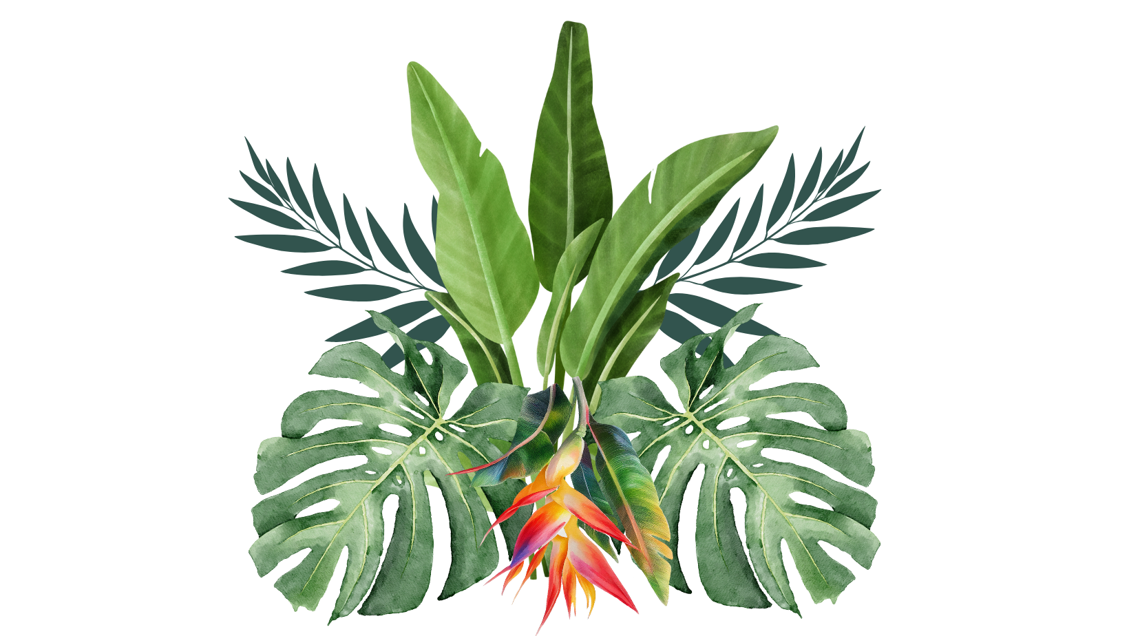 Fondo tropical Casa Zafiro
